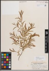 Foto von Salix exigua subsp. interior (Rowlee) Cronquist